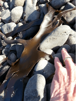 handseaweed